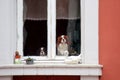 Cute dogs at the window Royalty Free Stock Photo