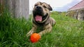 animals. dogs. the mastiff lies on green grass with an orange ball