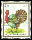 Animals, Domesticated Turkey