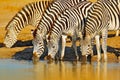 Animals drinking water. Plains zebra, Equus quagga, in the grassy nature habitat, evening light, Hwange National Park Zimbabwe. W