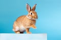 Animals easter rabbit mammal blue pretty sunglass kitty cute portrait furry bunny pet rodent baby