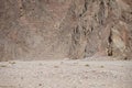 Camel on the background of mountains in the vicinity of Malakot Mountain oasis. Dahab, South Sinai Governorate, Egypt