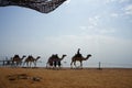 A camel caravan walks along the beach with the Gulf of Aqaba in the Red Sea in the background. Dahab, Egypt Royalty Free Stock Photo