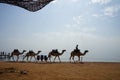 A camel caravan walks along the beach with the Gulf of Aqaba in the Red Sea in the background. Dahab, Egypt Royalty Free Stock Photo