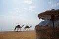 A camel caravan walks along the beach with the Gulf of Aqaba in the Red Sea in the background. Dahab, Egypt Royalty Free Stock Photo