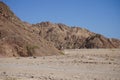 Camel and dog on the background of mountains in the vicinity of Malakot Mountain oasis. Dahab, South Sinai Governorate, Egypt