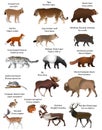 Animals of Eurasia. Royalty Free Stock Photo