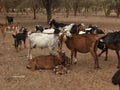 Animals family Goats