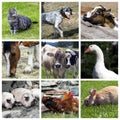 Animals farm collage Royalty Free Stock Photo