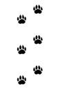 Animals feet track. Lion black paw, walking feet silhouette or footprints. Trace step imprints isolated on white