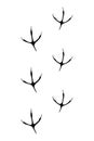 Animals feet track. Pheasant black paw, walking feet silhouette or footprints. Trace step imprints isolated on white