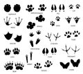 Animals feet tracks set with name. Black paw walking feet silhouette or footprints. Trace step imprints isolated on