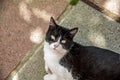 Animals. Felines. Felis silvestris catus. Young specimen of European cat with two-tone black and white coat and green eyes