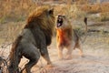 Animals Fighting , just vist wild life Royalty Free Stock Photo