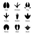 Animals Footprints, Paw Prints. Set Of Different Animals And Birds Footprints And Traces