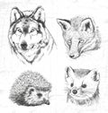 Animals of the forest: the wolf, marten, hedgehog, fox.