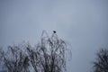 Corvus corone sits on a tree in November. The carrion crow, Corvus corone, is a passerine bird of the family Corvidae. Royalty Free Stock Photo