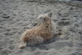 A dog of the Glen of Imaal Terrier breed sits on the beach and looks at the water. Berlin, Germany Royalty Free Stock Photo