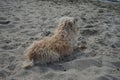 A dog of the Glen of Imaal Terrier breed sits on the beach and looks at the water. Berlin, Germany Royalty Free Stock Photo