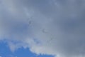 A flock of migratory wild geese flies to warmer climes in October against a cloudy sky over Berlin, Germany.