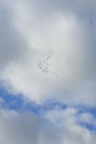 A flock of migratory wild geese flies to warmer climes in October against a cloudy sky over Berlin, Germany.