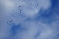 A flock of migratory wild geese flies to warmer climes in October against a cloudy sky over Berlin, Germany.