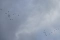 A flock of migratory wild geese flies to warmer climes in October against a cloudy sky over Berlin, Germany.