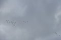 A flock of migratory wild geese flies to warmer climes in October against a cloudy sky over Berlin, Germany.