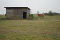 Ginger Horse is standing at the stable in the pasture. Stadtrandhof, Waltersdorfer Chaussee, 12529 SchÃÂ¶nefeld, Germany