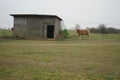 Ginger Horse is standing at the stable in the pasture. Stadtrandhof, Waltersdorfer Chaussee, 12529 SchÃÂ¶nefeld, Germany