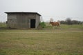 Ginger Horse is standing at the stable in the pasture. Stadtrandhof, Waltersdorfer Chaussee, 12529 SchÃÂ¶nefeld, Germany