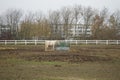 The horse stands at the feeder with hay covered with a net so that the animal does not overeat. Stadtrandhof, Schoenefeld, Germany