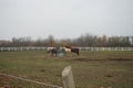 The horses gathered at the feeder with hay covered with a net so that the animals would not overeat. Stadtrandhof, Schoenefeld