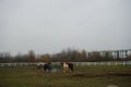 The horses gathered at the feeder with hay covered with a net so that the animals would not overeat. Stadtrandhof, Schoenefeld