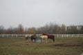 The horses gathered at the feeder with hay covered with a net so that the animals would not overeat. Stadtrandhof, Schoenefeld