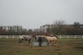 The horses gathered at the feeder with hay covered with a net so that the animals would not overeat. Stadtrandhof, Schoenefeld