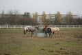 The horses gathered at the feeder with hay covered with a net so that the animals would not overeat. Stadtrandhof, Schoenefeld