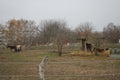 Horses graze in a paddock pasture. Stadtrandhof, Waltersdorfer Chaussee, 12529 Schoenefeld, Germany