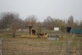 Horses graze in a paddock pasture. Stadtrandhof, Waltersdorfer Chaussee, 12529 Schoenefeld, Germany