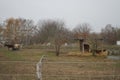 Horses graze in a paddock pasture. Stadtrandhof, Waltersdorfer Chaussee, 12529 Schoenefeld, Germany