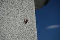 Leptoglossus occidentalis sits on the outside wall of a house in October. Berlin, Germany Royalty Free Stock Photo