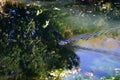 A male Mallard waterfowl swims along the Wuhle River in October. Berlin, Germany