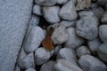 The slug Arion rufus crawls over the rocks near the wall. Berlin, Germany Royalty Free Stock Photo