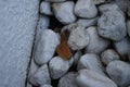 The slug Arion rufus crawls over the rocks near the wall. Berlin, Germany Royalty Free Stock Photo