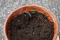 A slug Limax maximus crawls along the ground in a flower pot. Berlin, Germany Royalty Free Stock Photo