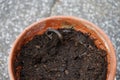 A slug Limax maximus crawls along the ground in a flower pot. Berlin, Germany Royalty Free Stock Photo