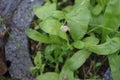 A snail crawls along the stem of Gypsophila paniculata against the background of the leaves of Calendula officinalis. Royalty Free Stock Photo