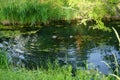 Two male mallard ducks swim in the Wuhle River in June. Berlin, Germany Royalty Free Stock Photo