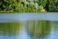 Two tufted ducks swim on Lake Biesdorfer Baggersee in August. Berlin, Germany