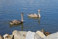 Two young mute swans swim on the Biesdorfer Baggersee lake in August. Berlin, Germany Royalty Free Stock Photo